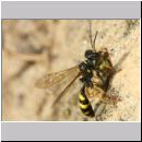 Mellinus arvensis - Kotwespe w53a mit Fliege - Sandgrube Niedringhaussee.jpg